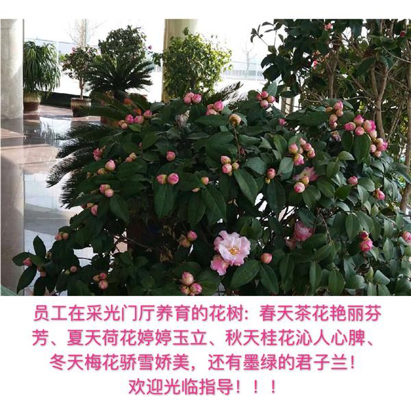 員工在采光門廳養育的花樹